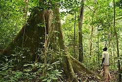 Foresta pluviale del Gabon