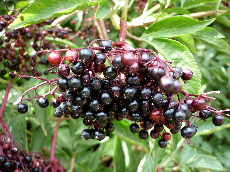 File:Saüc SAMBUCUS NIGRA - SANT JUST - IB-218 (Saüc).JPG