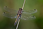 Leucorrhinia rubicunda – Weibchen