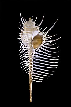 Coquille (longueur 15 cm) de Murex pecten ou peigne de Vénus, un gastéropode marin du genre Murex originaire de l'océan Pacifique et de l'océan Indien. (définition réelle 3 056 × 4 592*)