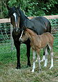 Section D Welsh Cob mare Juglans Canvas Danver and her foal, Dark Creek Conbrio (half Gypsy Cob by Fair Isle Fiddler).