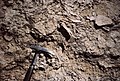 Hurricane breccia cemented (early diagenesis) at the surface of a bed, top of a regressive, metric, sequence. Aganane Formation, High Atlas.