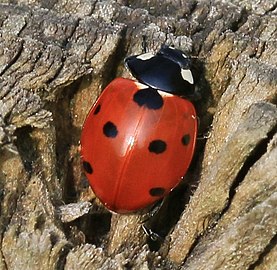 Coccinella septempunctata מושית השבע