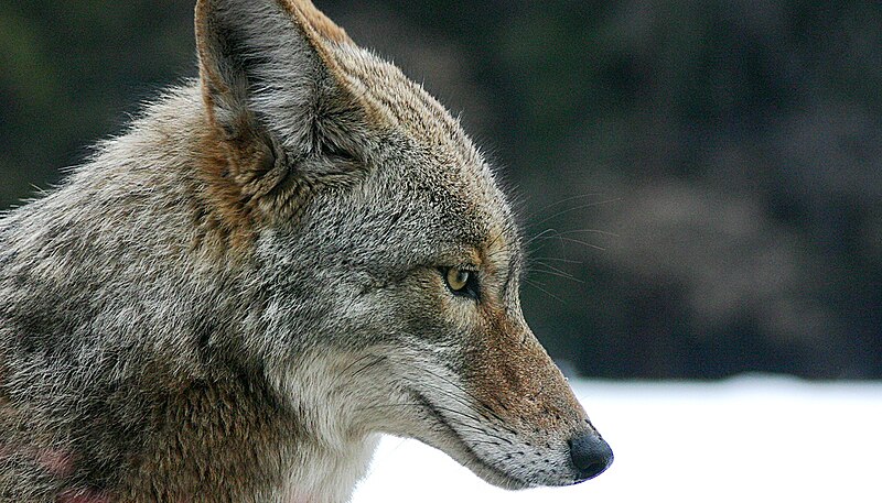 File:Coyote portrait.jpg