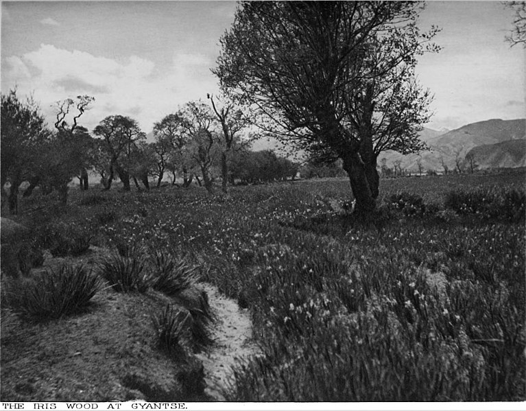 File:Lhasa - Facing P344 - The iris wood at Gyantse.jpg