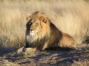 Lion in Namibia