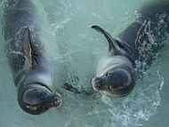 Hawaiian monk seal (Neomonachus schauinslandi)