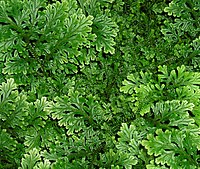 Selaginella sp.