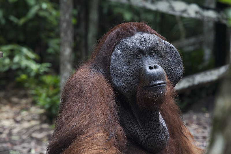 File:Orang Utan in Tanjung Puting National Park, Kalimantan.jpg