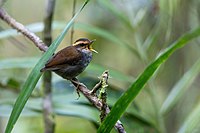 short-tailed bird with a brown back, white underparts, and a buffy eyebrow