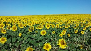 Campo de girasoles, Arahal (16820224401).jpg