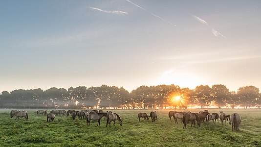 Dülmen, Merfeld, Dülmener Wildpferde (2016)