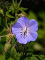 79 Geranium pratense Obervellach 01 uploaded by Uoaei1, nominated by Uoaei1,  11,  0,  0