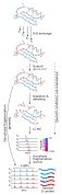 HDX-MS workflow.svg