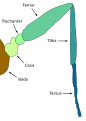 Image 12Diagram of a typical insect leg (from Insect morphology)