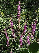 Salicaire commune (Lythrum salicaria) : bord des eaux.