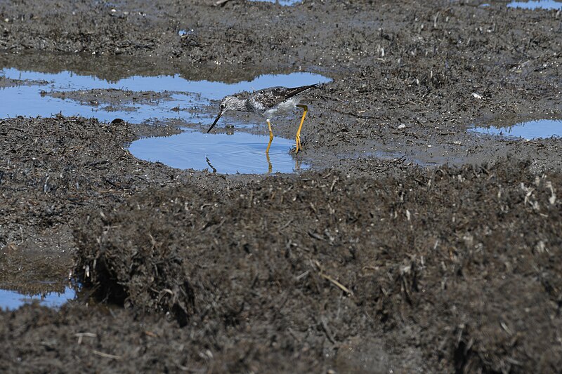 File:Lesser yellowlegs port mahon 8.18.20 DSC 4660.jpg