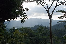 Palawan, Philippines, Tropical rainforest deep in Palawan wilderness.jpg