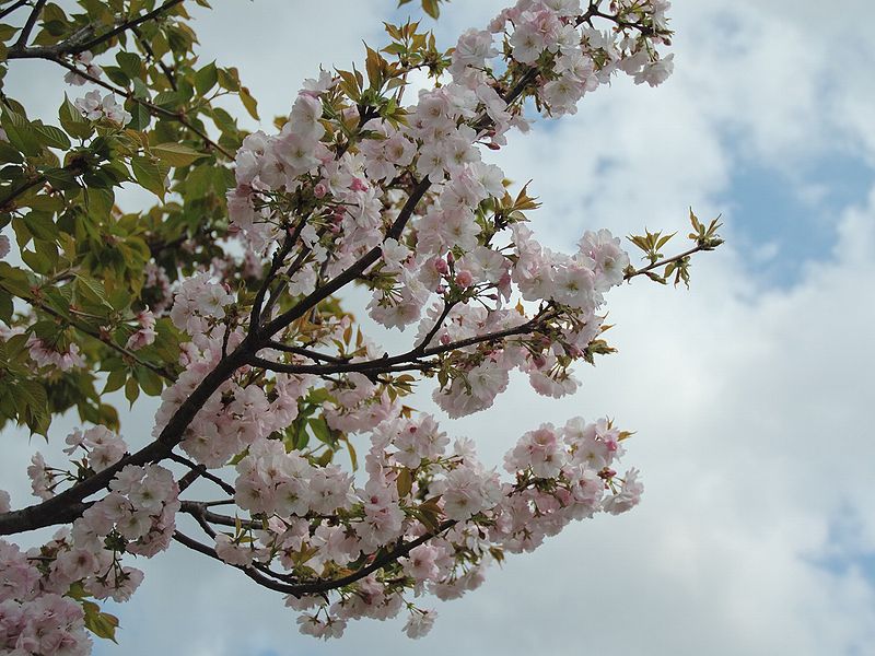 File:Prunus serrulata 2005 spring 028.jpg