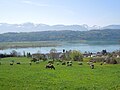 Die Mündung der Linth in den Zürich­see bei Schmerikon. Das aus­ge­baggerte ehemalige Delta bildet heute das Natur­schutz­gebiet Bätzimatt