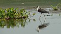 Singanallur Lake, Coimbatore, Tamil Nadu, India