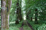 Lindenallee im Schloßpark Walchen