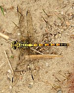 Onychogomphus forcipatus – Weibchen