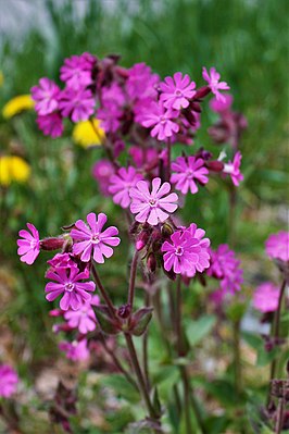 Dagkoekoeksbloem