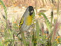 Lawrence´s goldfinch