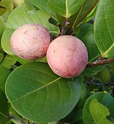 fruit and foliage