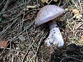 !!Cortinarius traganus!!