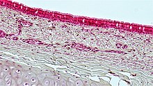 기관의 거짓중층섬모원주상피는 섬모세포, 술잔세포, 바닥세포 등으로 이루어져 있다. 모든 세포는 바닥막에 닿아 있지만, 바닥세포만은 내강에 닿지 못한다.