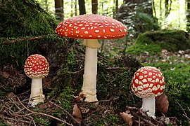 Amanita muscaria (Basidiomycota)