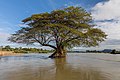 "Flooded_Albizia_Saman_(rain_tree)_in_the_Mekong.jpg" by User:Basile Morin