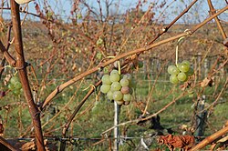 Geiztrauben auf einem Geiztrieb im Herbst nach dem Laubfall.