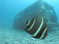 Juvenile French Angelfish near a sunken van