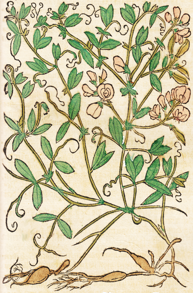 File:Lathyrus tuberosus - D. Kandel.png