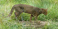 jaguarundi z Pražské zoologické zahrady