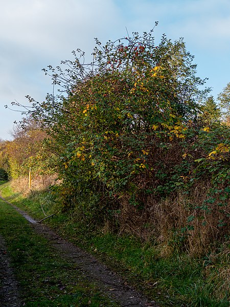 File:Recknitz Valley, Ribnitz-Damgarten (P1090184).jpg