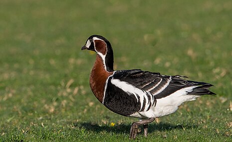 gâscă cu gât roșu (Branta ruficollis)