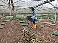 Thumbnail for File:Transplanting choy sum seedlings onto soil bed at Zenxin Organic Park.jpg