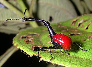 Kurkuliedo de specio Trachelophorus giraffa