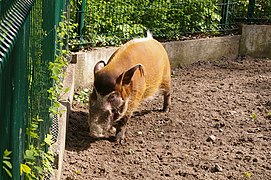 Świnia rzeczna (Potamochoerus porcus), łódzkie zoo.jpg