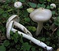 Hygrophorus hyacinthinus