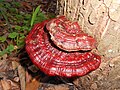 Ganoderma pfeifferi