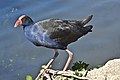 Australasian swamphen