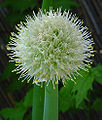 Allium cepa (pîvaz)