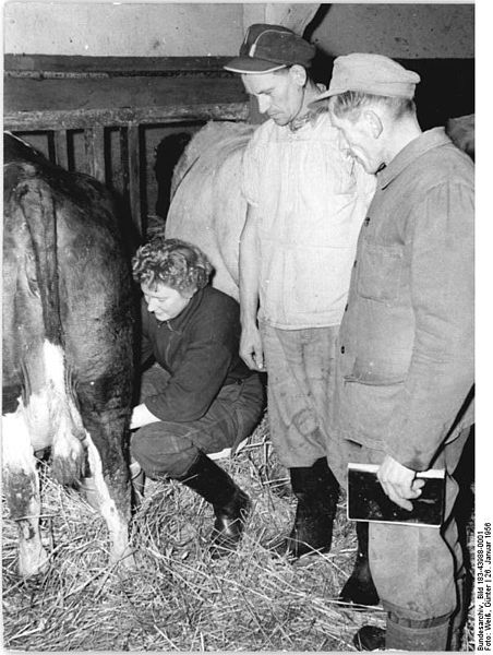 File:Bundesarchiv Bild 183-43988-0001, Holzendorf, Bauern beim Melken.jpg