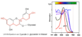 VIS-Spektren von Cyanidin-3-glycosiden bei verschiedenen pH-Werten (Holundersaft)