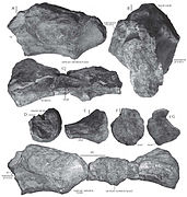 Camarillasaurus cirugedae.jpg